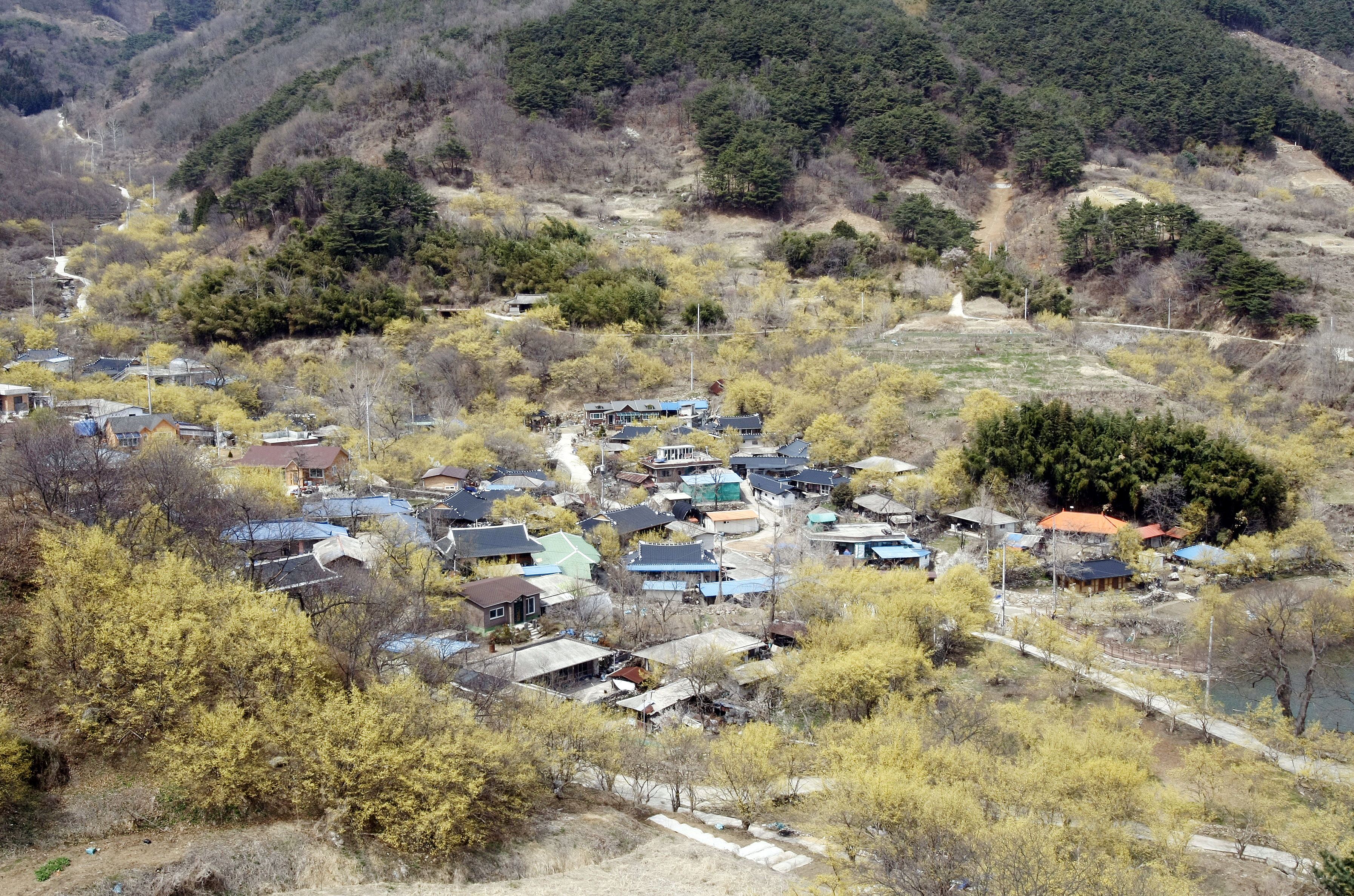 구례 산수유마을