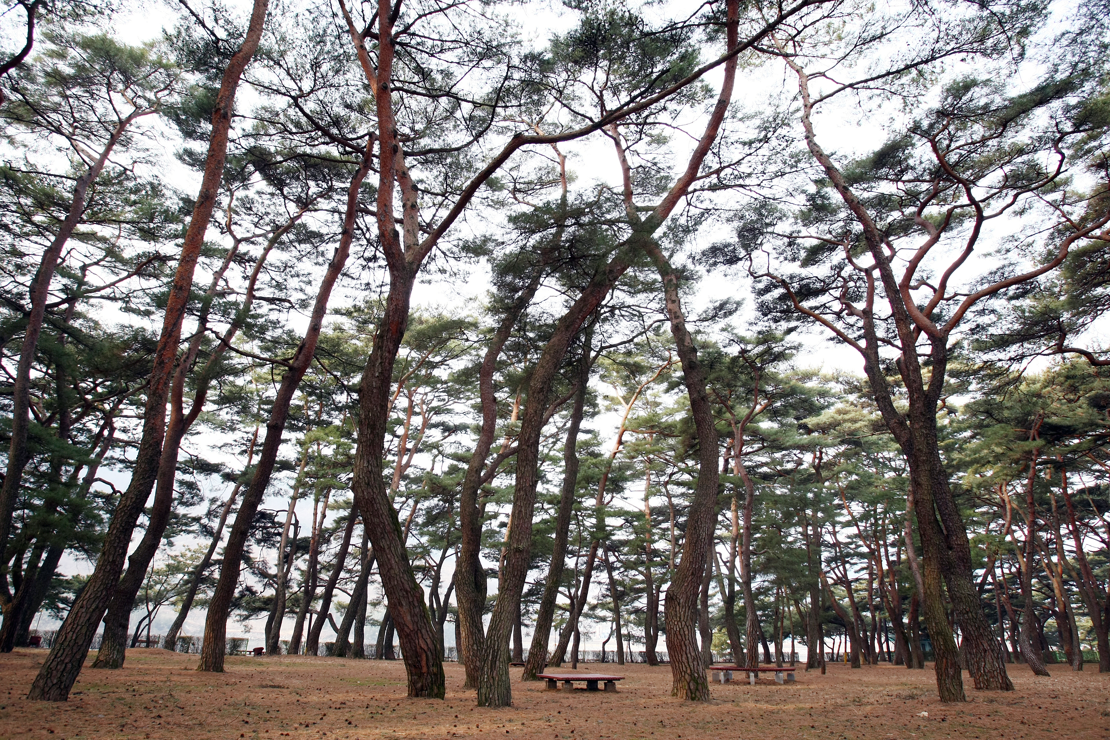 경남 하동 송림공원 및 들판