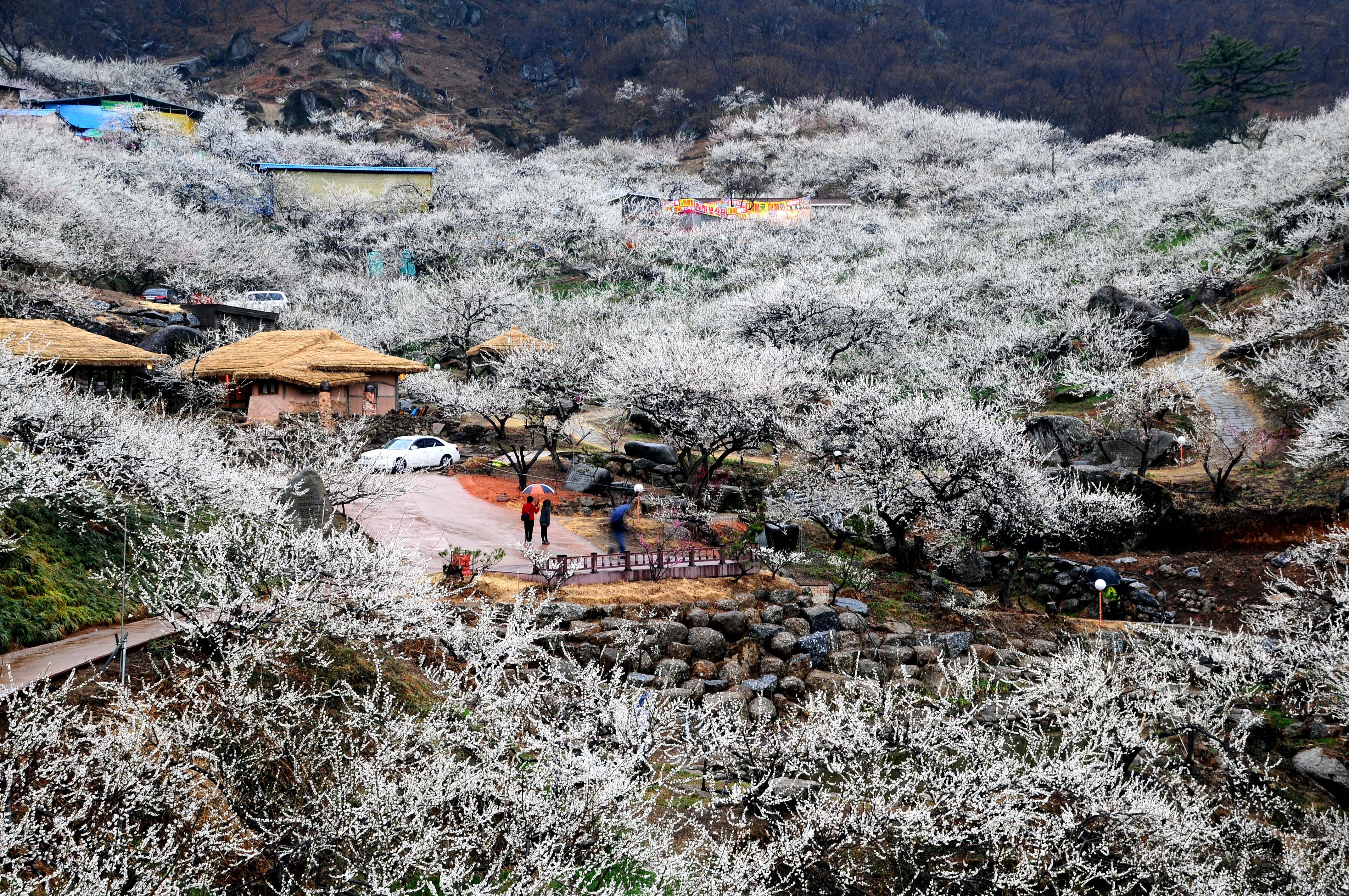 5회 입선_매화마을_최진규