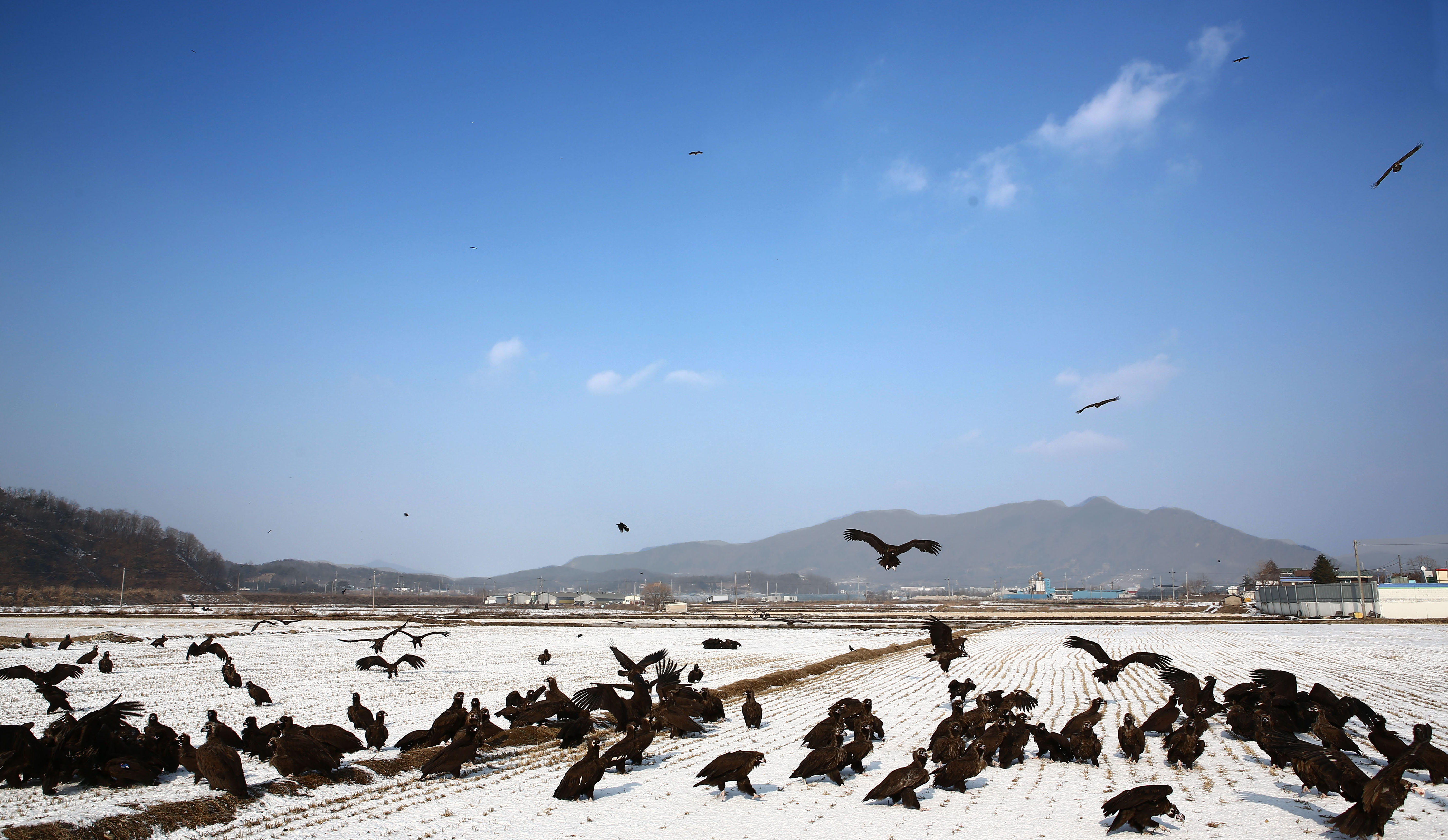 철원 평야의 독수리