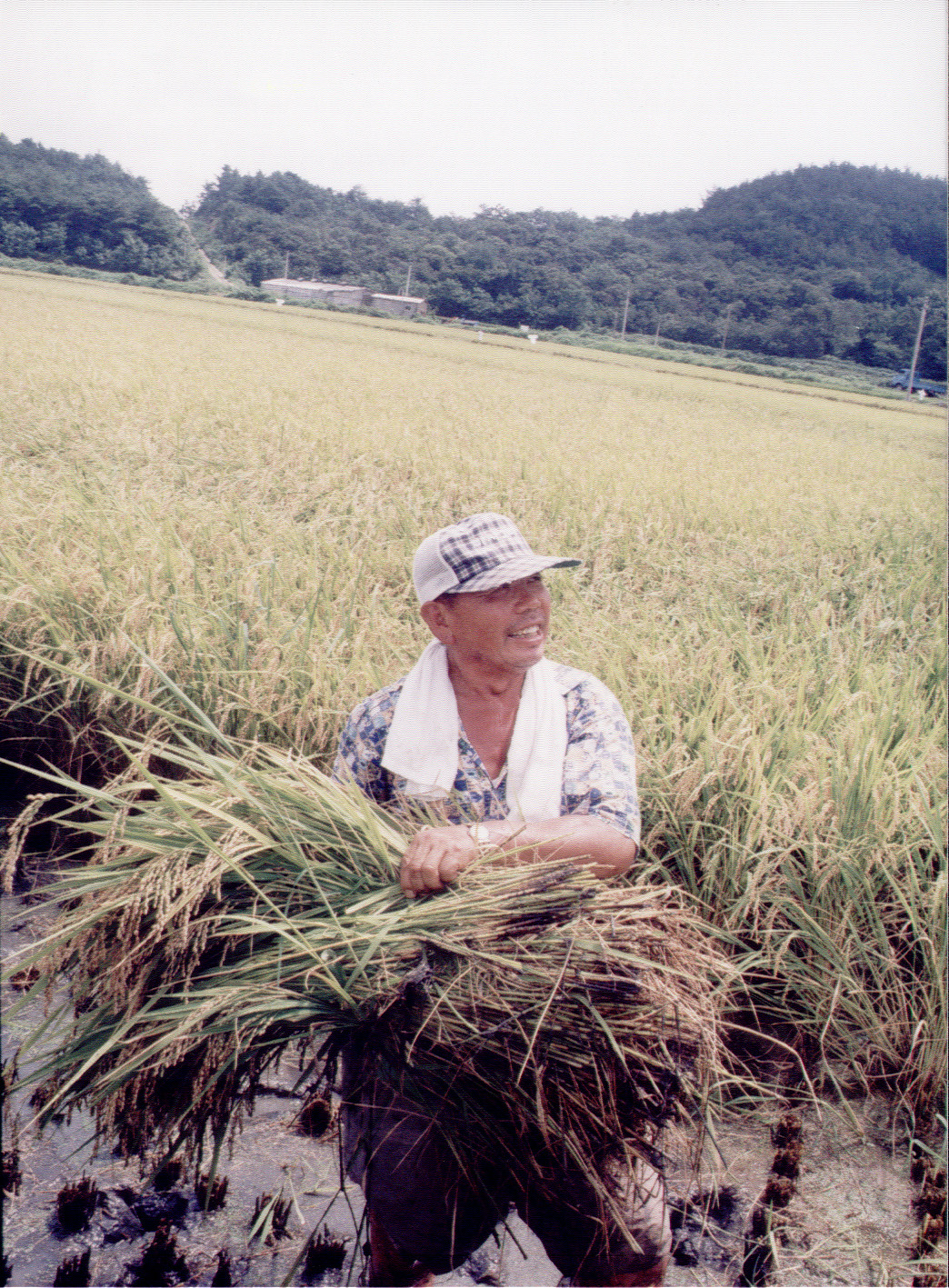 수확하는장면                                      