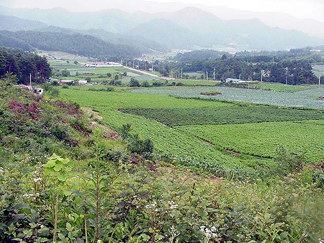 밭기반 시행전 현장                                