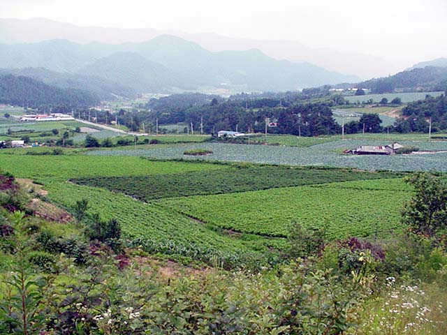 밭기반 시행전 현장                                