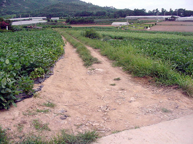 밭기반 시행전 현장                                