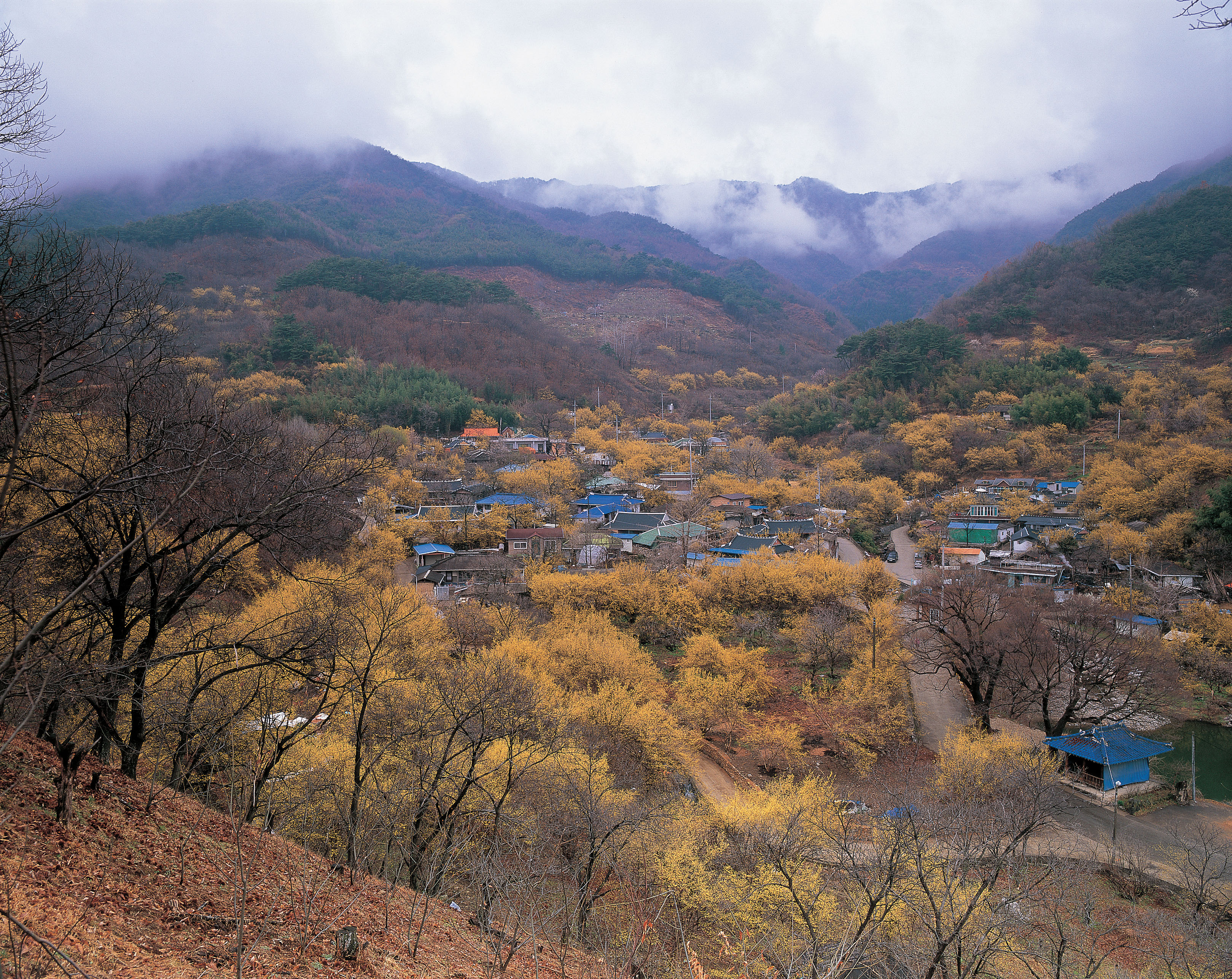 산수유 마을