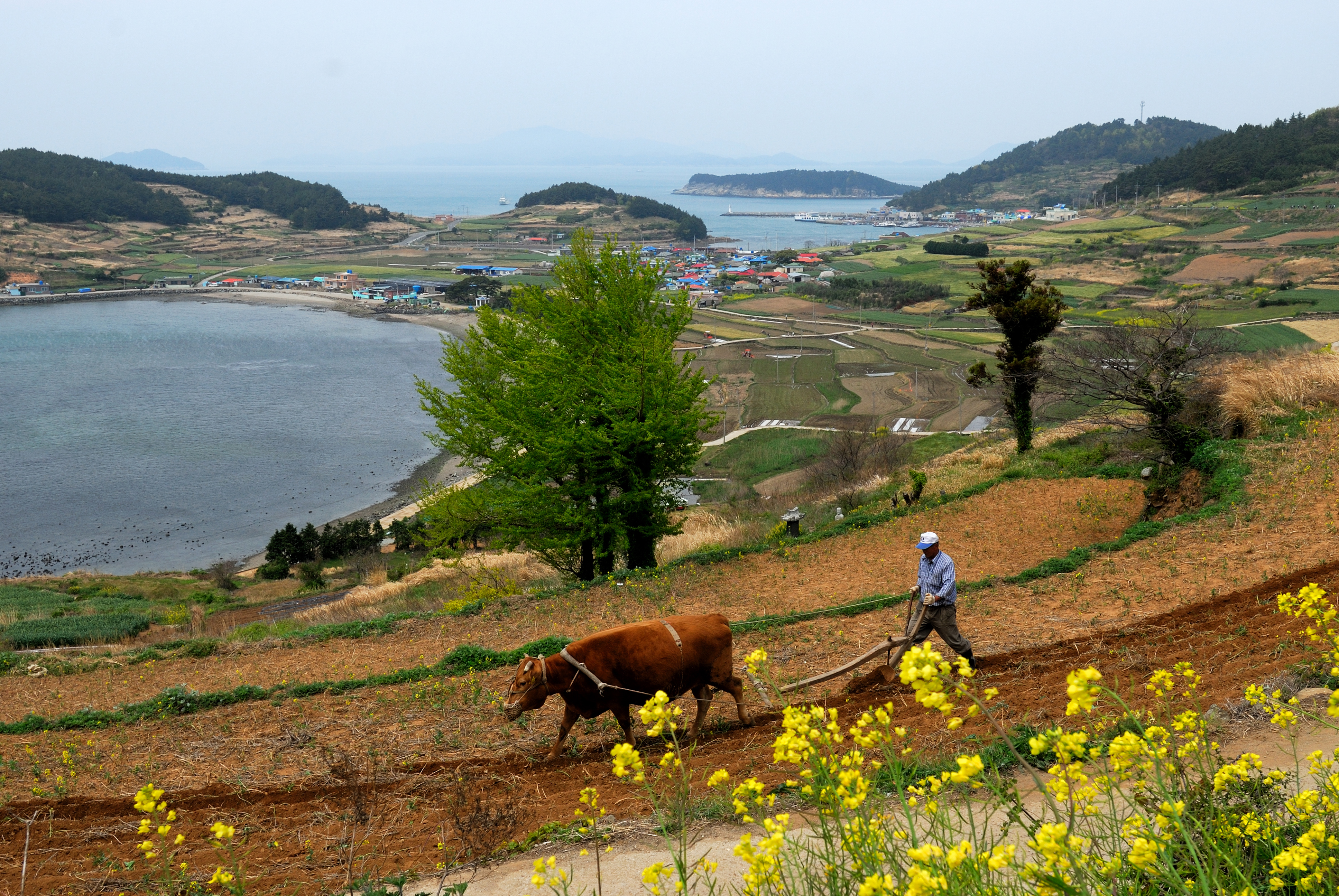 청산도의 봄