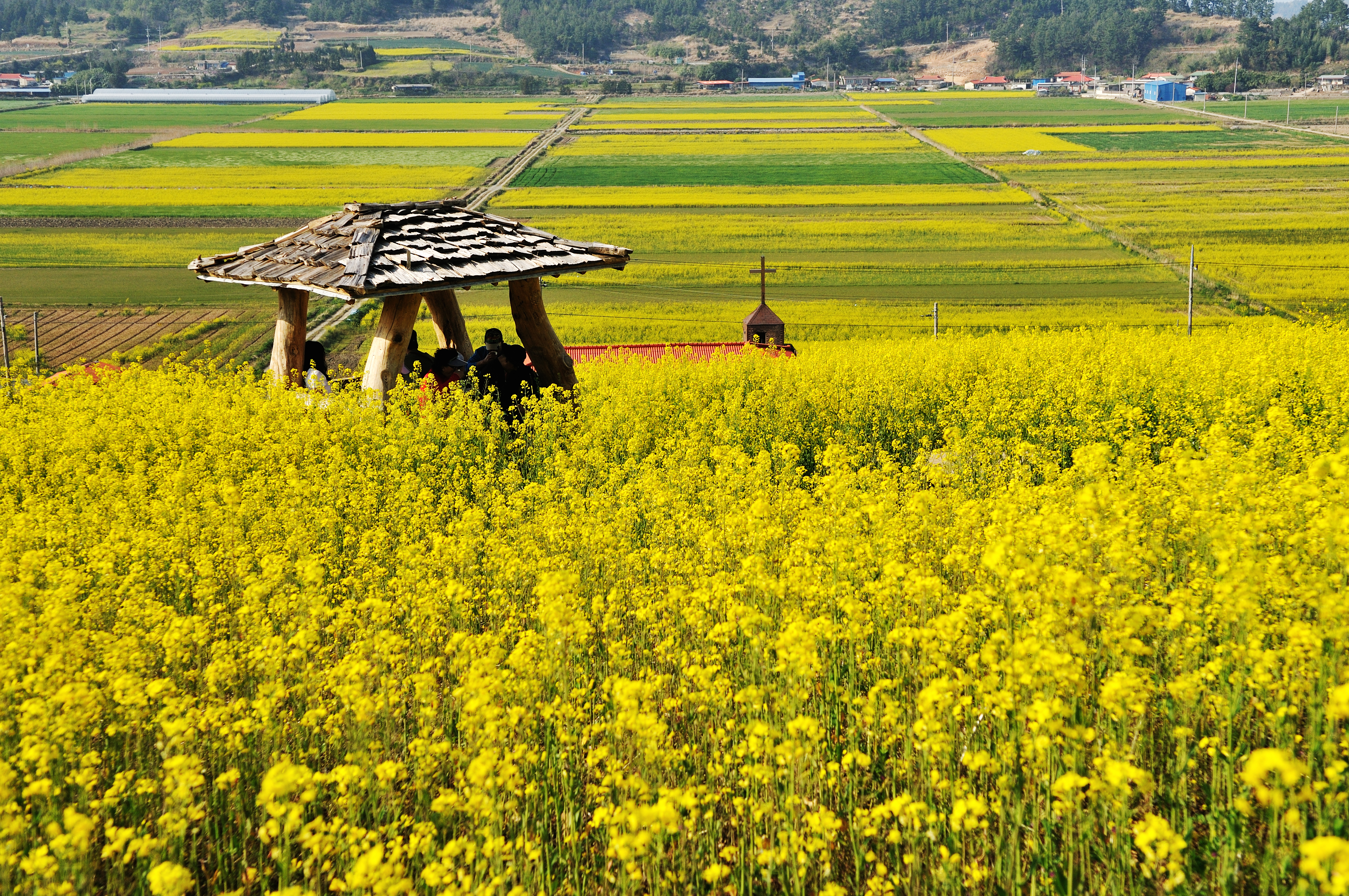 선학동 마을의 봄