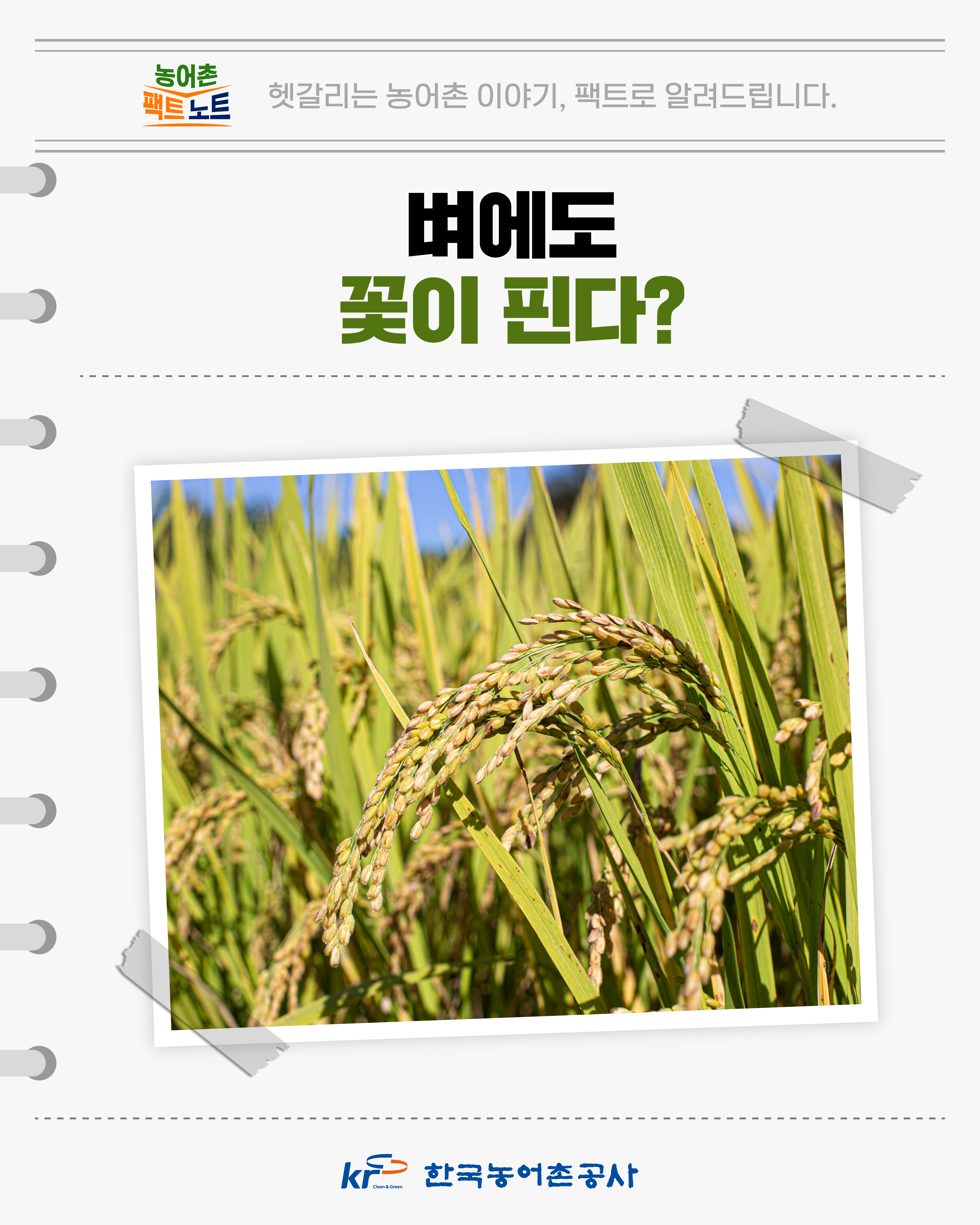 [카드뉴스]농어촌 팩트노트: 벼에도 꽃이 핀다? 썸네일